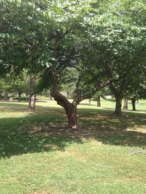 Shade trees