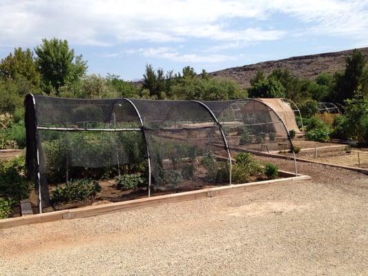 @ Tonaquint Community Garden - 7/28/16