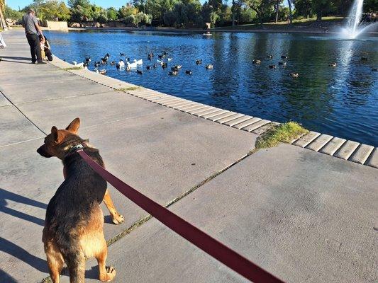 Feeding the water fowl is not allowed