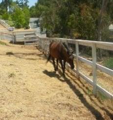 Horse Boarding in Olivenhain