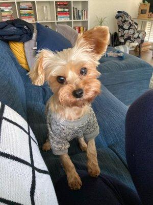 Evie a few weeks after a groom. Still looking cute!