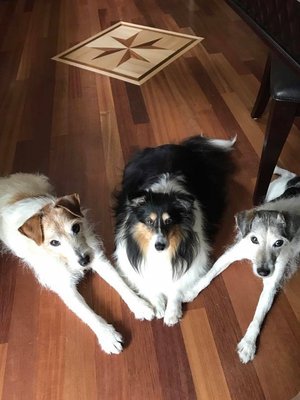 Our mascots waiting for lunch on an OTC Brazilian Cherry Kitchen floor. Your furry babies deserve to live on luxurious wood floors, too!