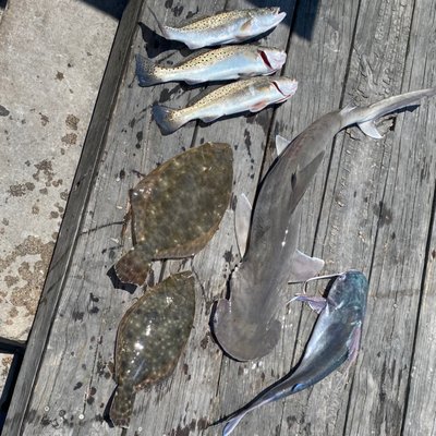 Bonnet head shark, sea trout, flounder & a catfish.