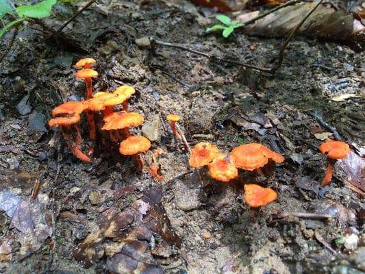 Little orange mushrooms, Glory Hole waterfall, Northern Arkansas.