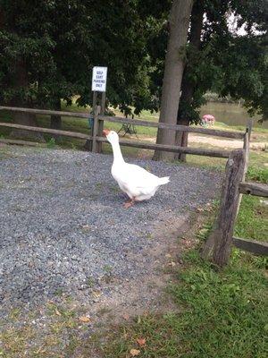 Read the sign goose!