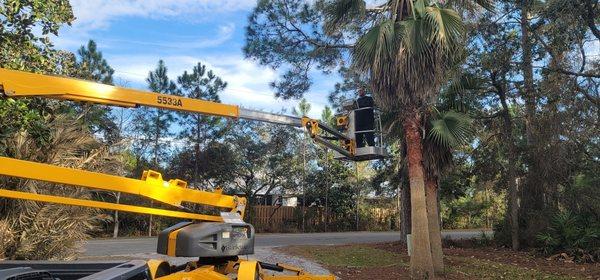 Cutting palms with a manlift