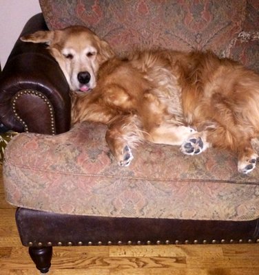 We are even allowed to sleep on the furniture if our Mom and Dad's say it is alright with them!