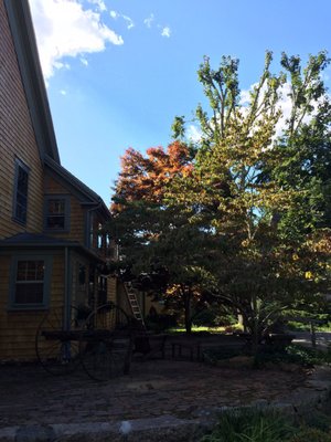 blue skies and autumn leaves