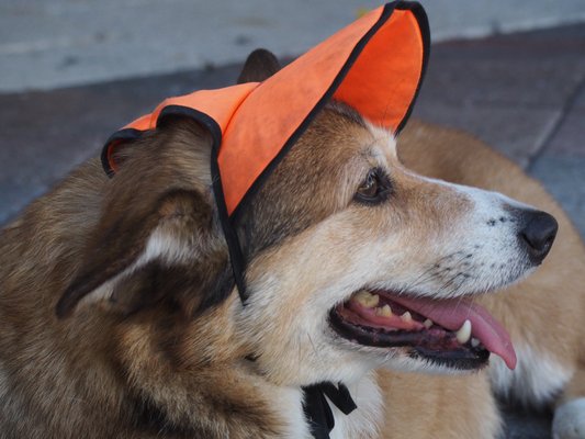 I love a cool pup in a hat! Call me if you want the best pet sitter/dog walker in Boca Raton!