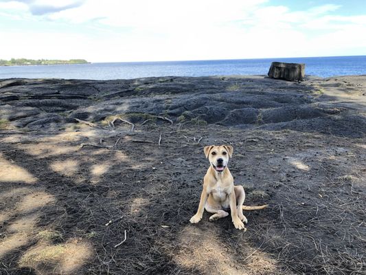 Hau’oli Pets