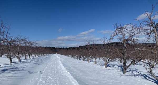 Apple orchard trail