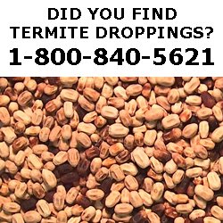 CALL NOW FOR A FREE TERMITE INSPECTION!