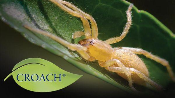 Croach Pest Control Exterminators - West Columbia SC - Header