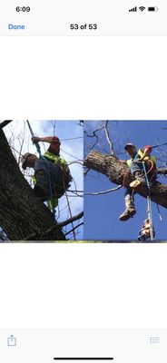 Tree services