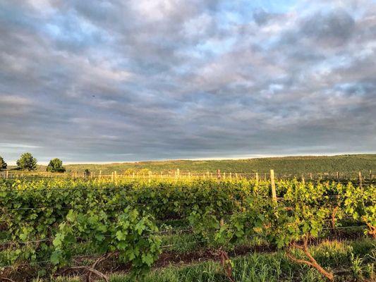 View of the vineyard