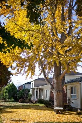 Fall in the village