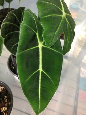 Alocasia Frydek