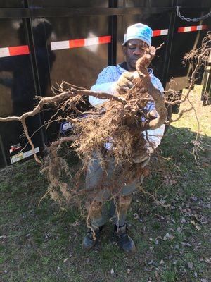 12 year old Poison Ivy root, dug by hand with a shovel!