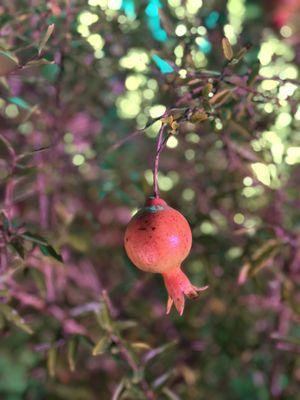 Baby pomegranate