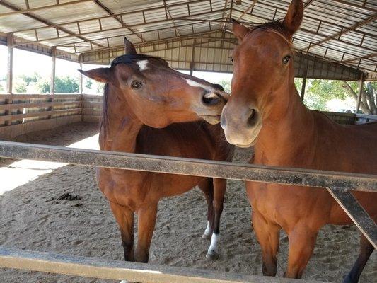 When the weather is nasty and the pasture is wet, we have turnout available with a buddy!