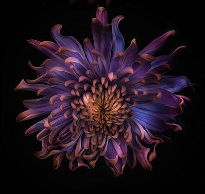 Cosmic Dahlia