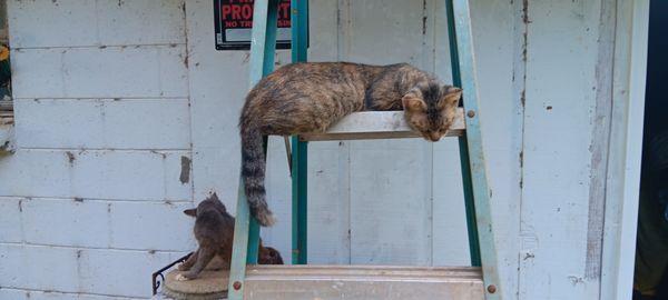 Rooroo just hanging out on the ladder. Bandit is chillin behind her.