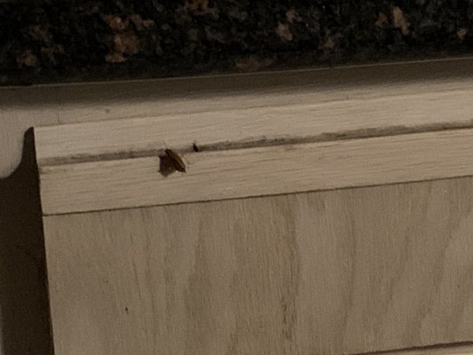 Roach on cabinet below my kitchen sink