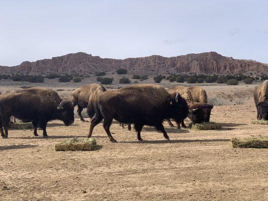 Bison in natural surroundings