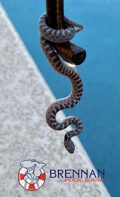 Special visitor at a pool today.