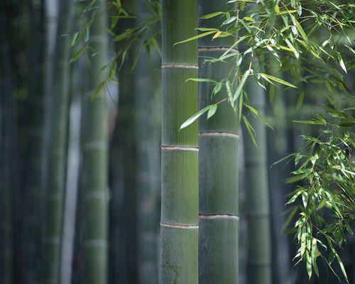 Bamboo Forest