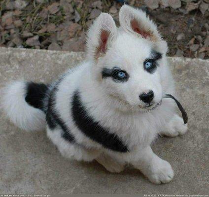 Esto un Alaska mini malamute