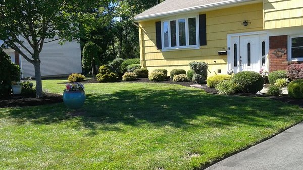 Shrub trimming and mulch.