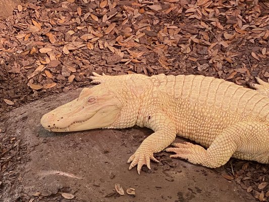 Albino alligator