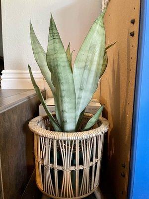 Snake plant