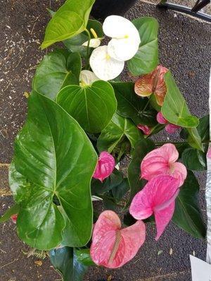 Healthy anthurium