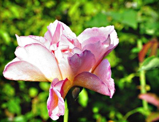 Banning Museum Howard Historic Rose Garden Photo by Simie Seaman