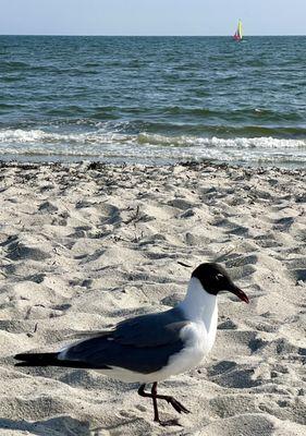 Harding's Beach