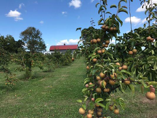 Halmony Farms