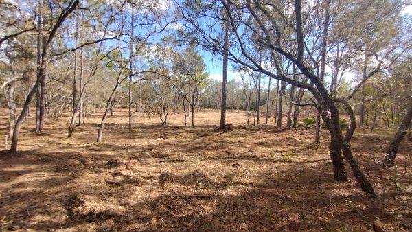 Forestry Mulching and Land clearing