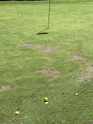 Dead Grass on some greens with aeration.