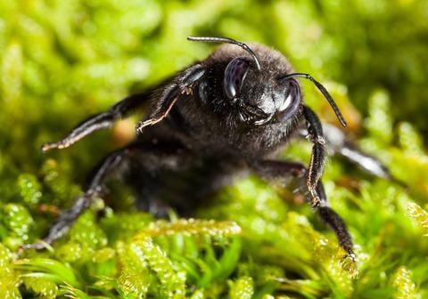 A female carpenter bee can be aggressive when cornered!