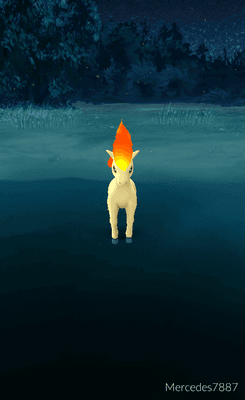 Ponyta