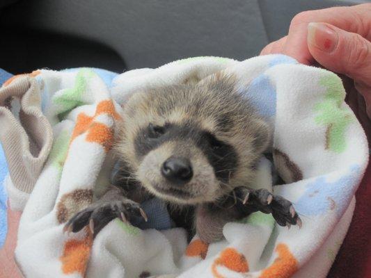 Baby raccoon safely removed from a wall void