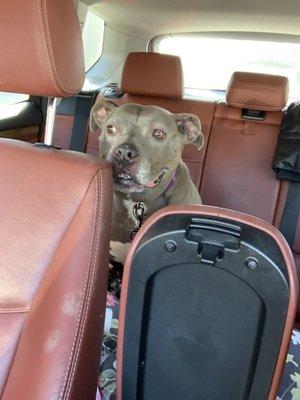 My dog Caylee was all smiles after leaving the office.  I have been a pet owner for 29 years and I would never go anywhere else.