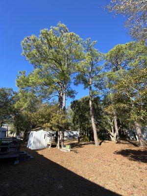 Removal of (5) XL pines w/stumps in Supply,NC