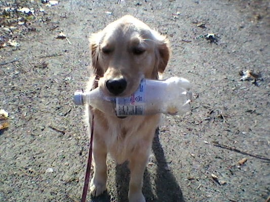 Cassie the recycable dog