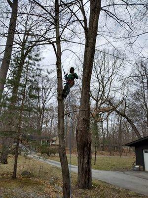 S & C Tree Service