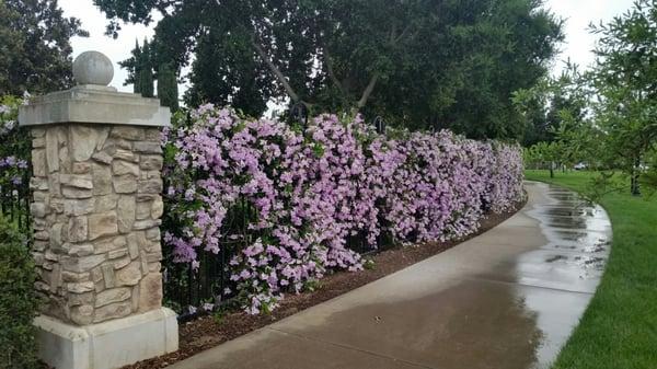 Beautiful  flowering shrubs along the walkway !