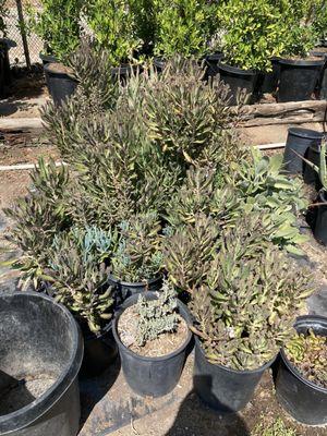 Saticoy Nursery