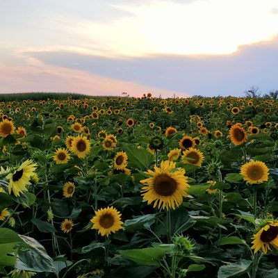 Sunflower patch at the farm